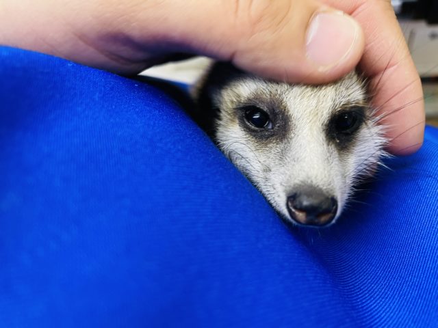 ミーアキャット