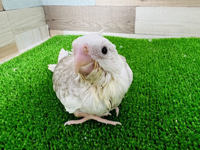 オカメインコ