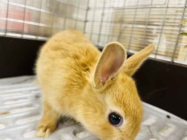 ネザーランドドワーフ