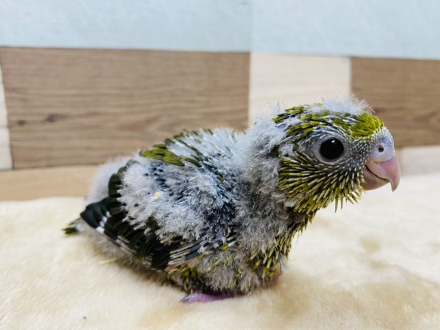 サザナミインコ