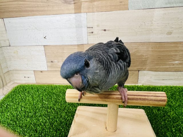 サザナミインコ