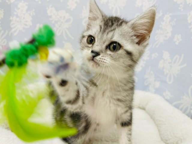 スコティッシュフォールド