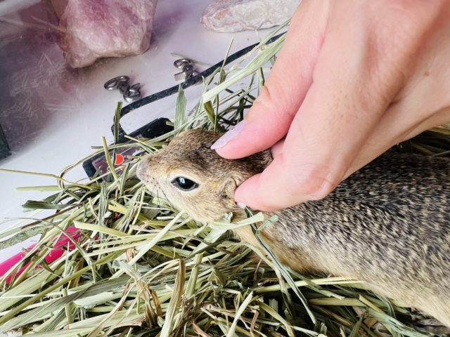 リチャードソンジリス