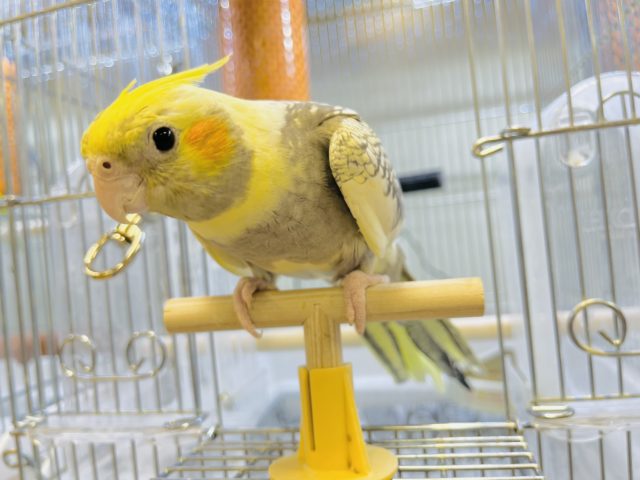 オカメインコ