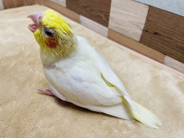 オカメインコ