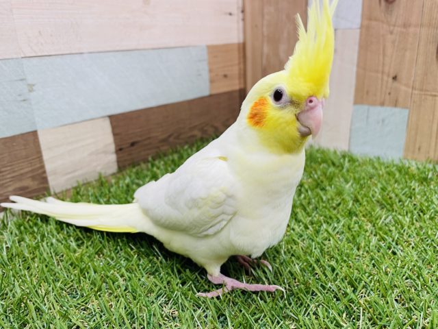 オカメインコ