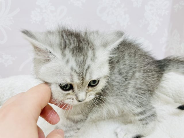 スコティッシュフォールド