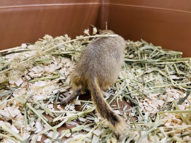 リチャードソンジリス