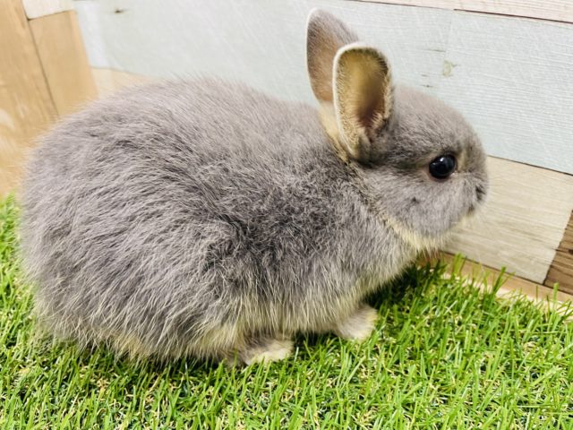 ネザーランドドワーフ