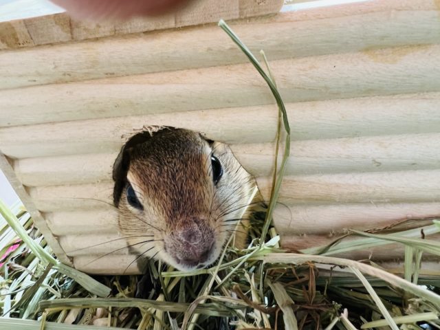 リチャードソンジリス