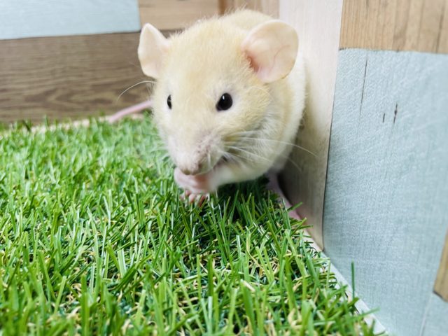 ファンシーラット