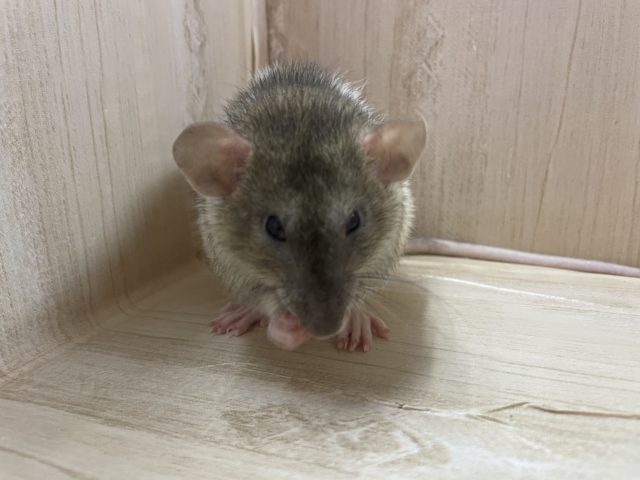 ファンシーラット