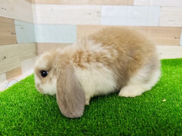 ロップイヤーラビット