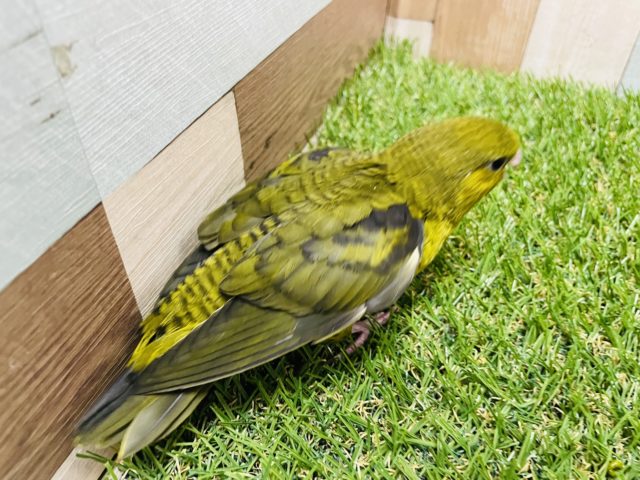 サザナミインコ