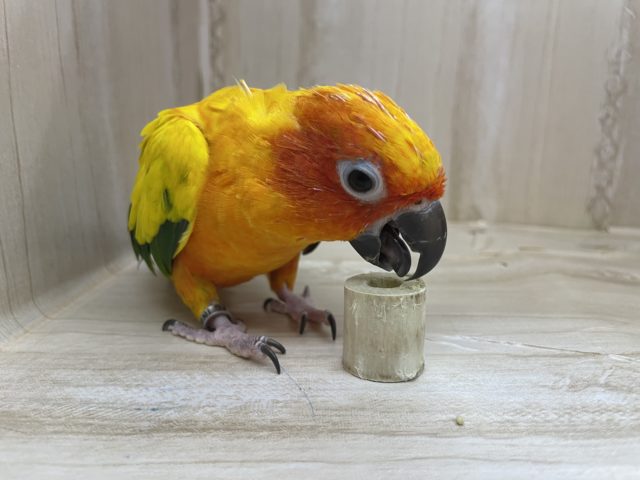 コガネメキシコインコ