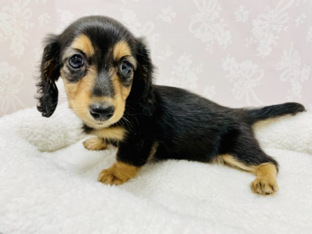 ミニチュアダックス