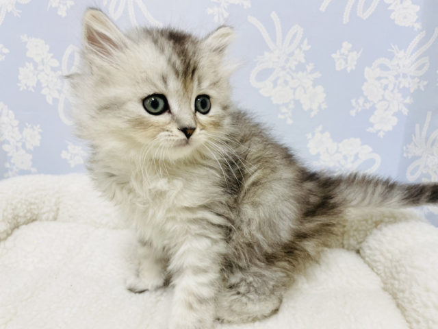 スコティッシュフォールド