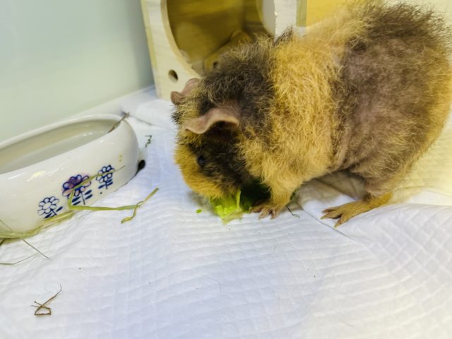 ウェアウルフ（スキニーギニアピッグ）