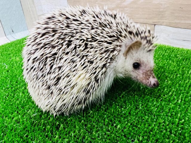 ハリネズミ（ヨツユビハリネズミ）