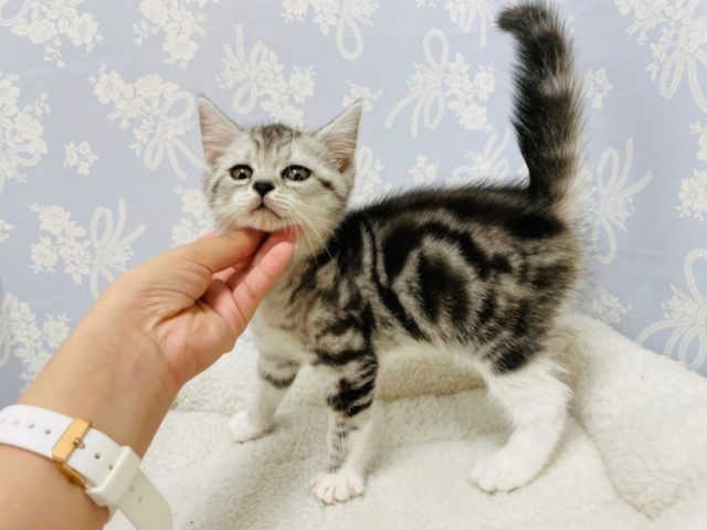 スコティッシュフォールド