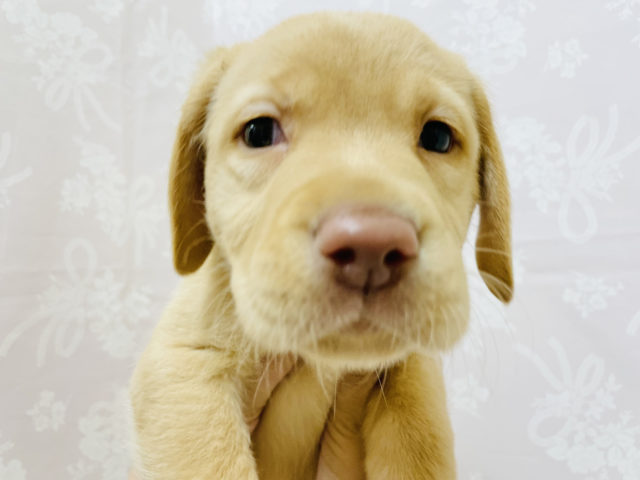 ラブラドール