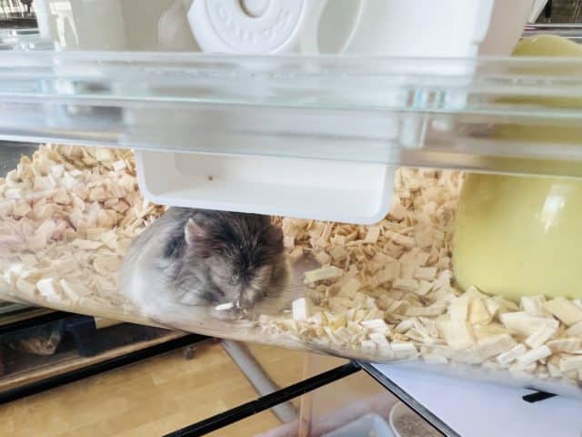 ロボロフスキーハムスター