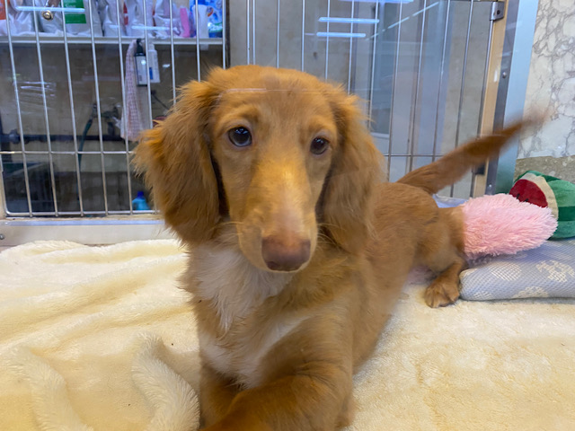 ミニチュアダックス