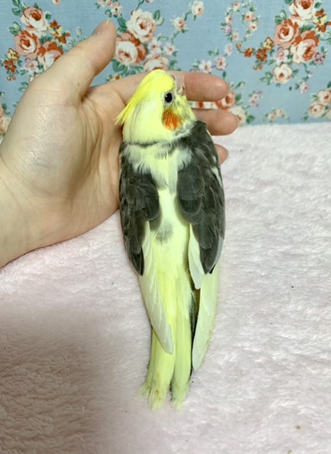 オカメインコ