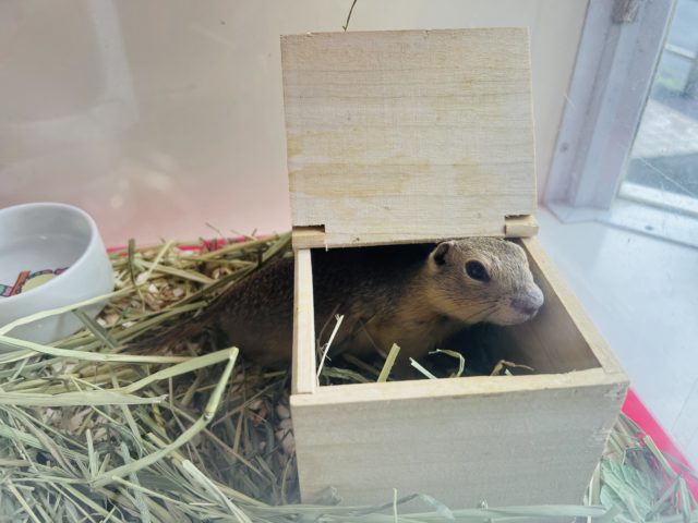 リチャードソンジリス