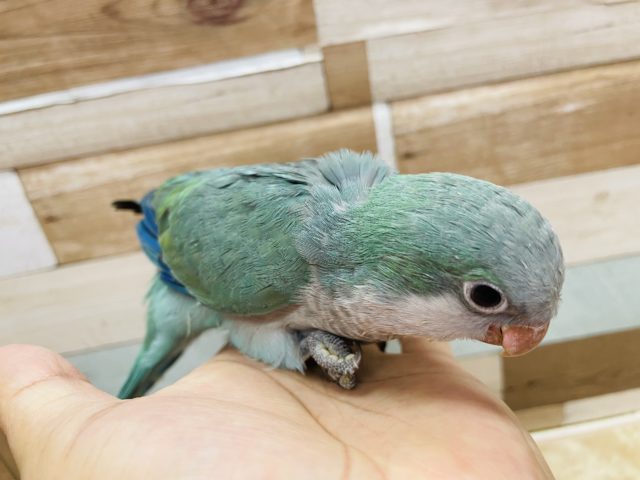 オキナインコ