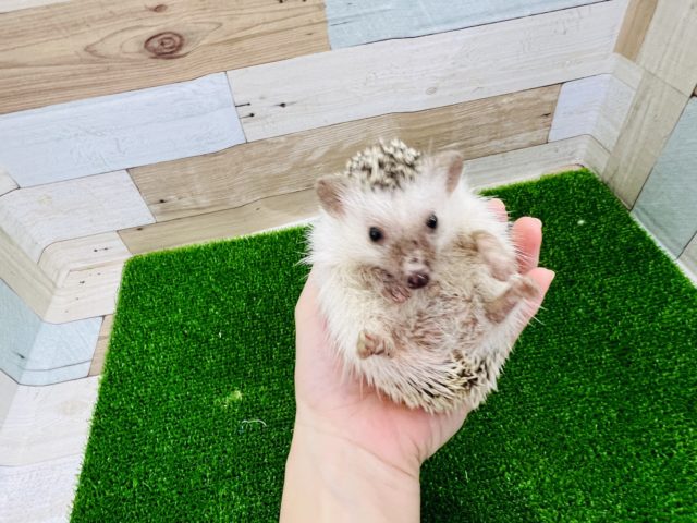 ハリネズミ（ヨツユビハリネズミ）