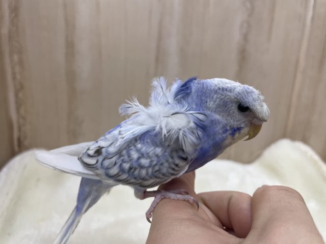 羽衣セキセイインコ