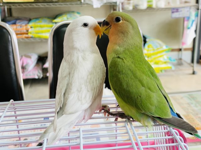 コザクラインコ（小桜インコ）