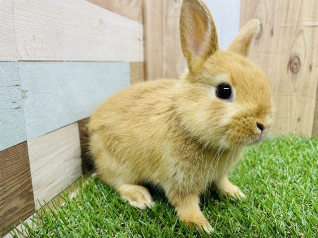 ネザーランドドワーフ