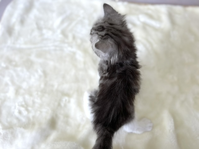 スコティッシュフォールド