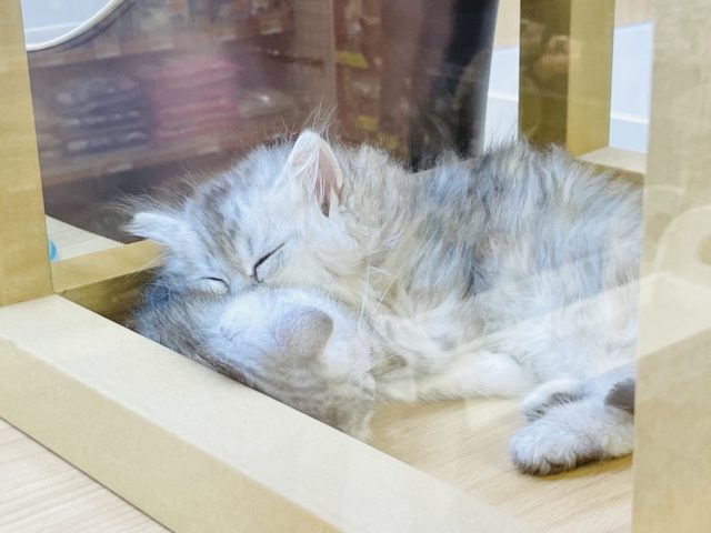 スコティッシュフォールド