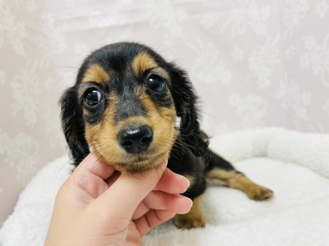 ミニチュアダックス