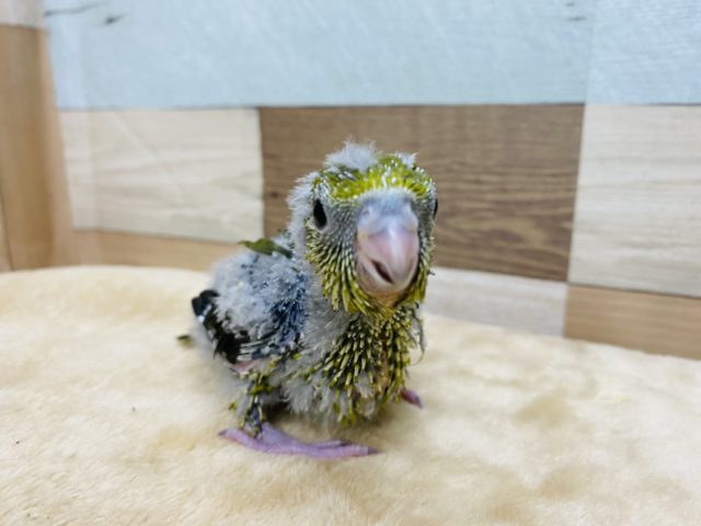 サザナミインコ