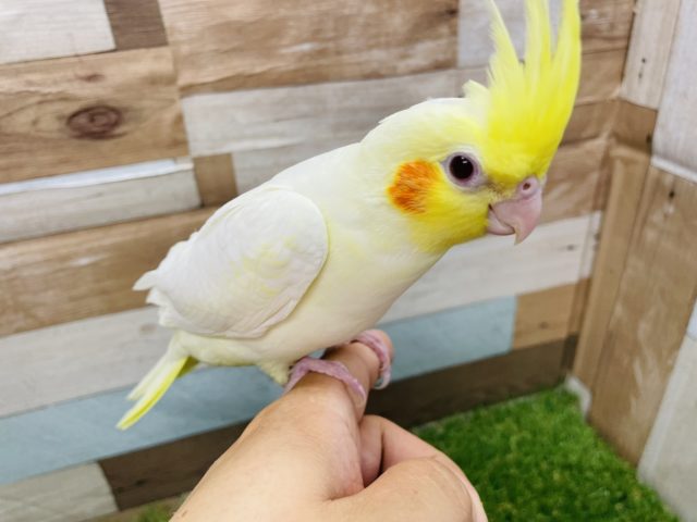 オカメインコ