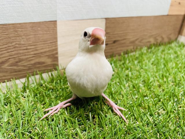 シルバー文鳥
