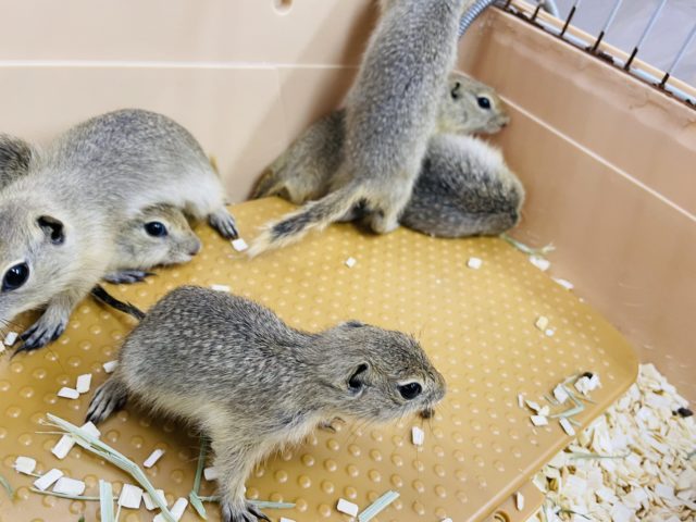 リチャードソンジリス