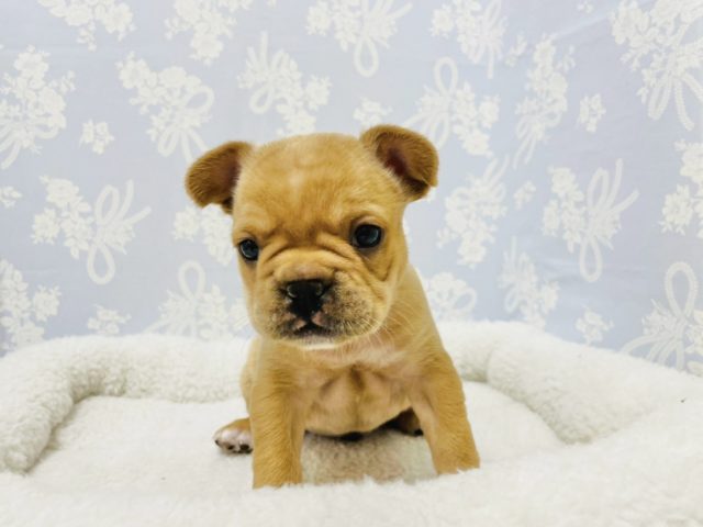 フレンチブルドッグ