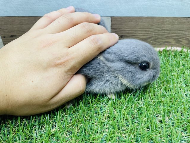 ネザーランドドワーフ