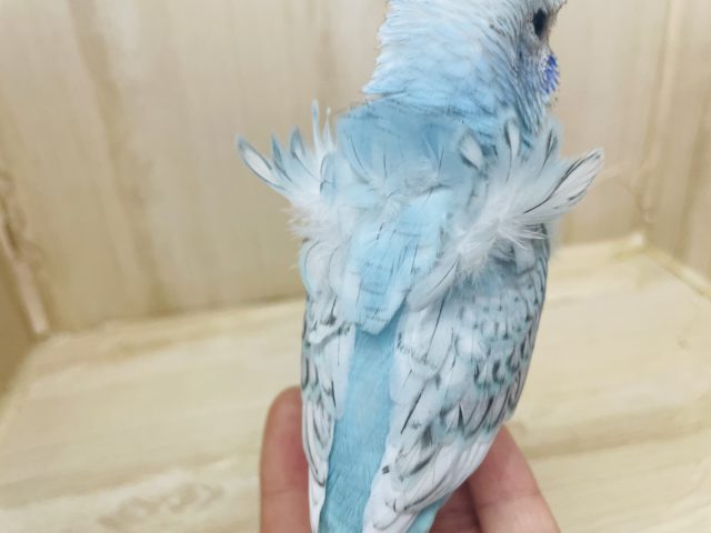 羽衣セキセイインコ