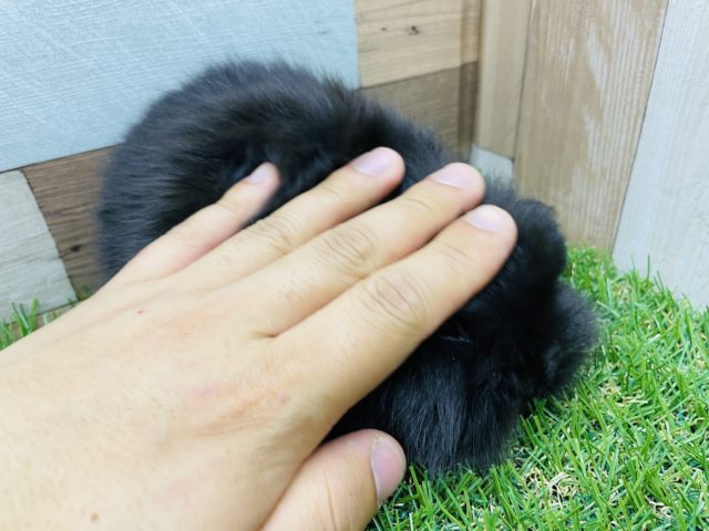 ロップイヤーラビット