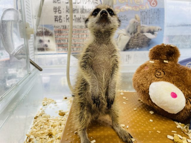 ミーアキャット