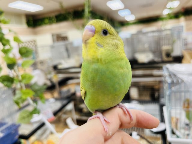 セキセイインコ
