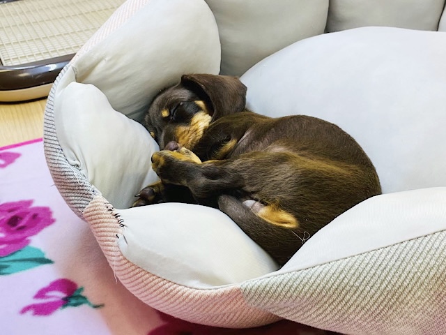 スタンダードダックス