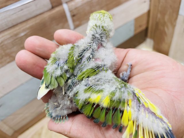 コザクラインコ（小桜インコ）