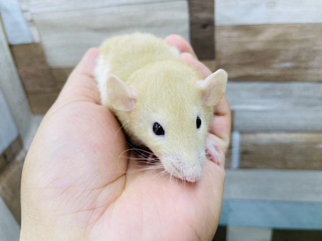 ファンシーラット